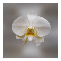 Fleur d'orchidée