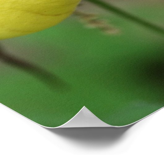 Poster Fleur d'orchidée à chlipper jaune sauvage (Coin)