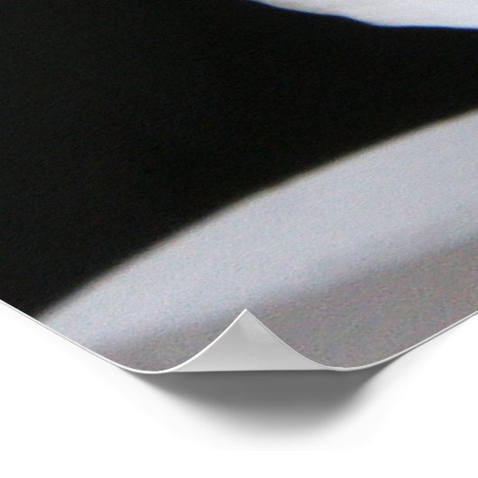 Poster Fleur d'orchidée blanche unique spectaculaire sur  (Coin)