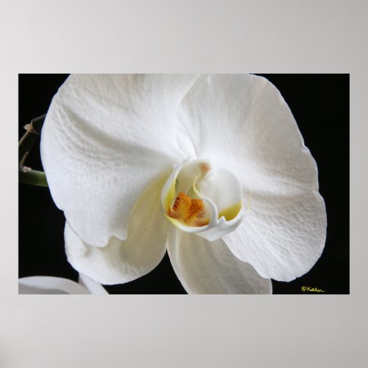 Poster Fleur d'orchidée blanche unique spectaculaire sur (Devant)
