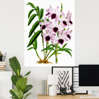Poster Fleur d'orchidée blanche violette vintage