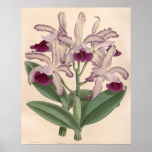 Poster Fleur d'orchidée Cattleya Guttata vintage