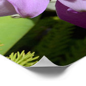 Poster Fleur d'orchidée de Cattleya tropicale (Coin)