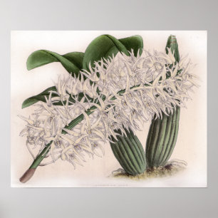 Poster Fleur d'orchidée Dendrobium hillii vintage