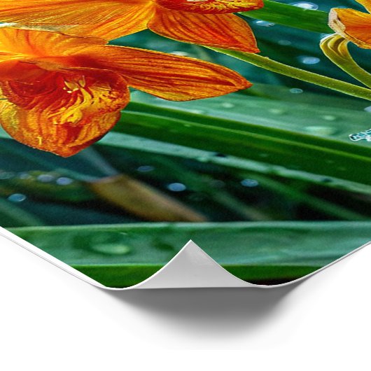 Poster Fleur d'orchidée jaune (Coin)