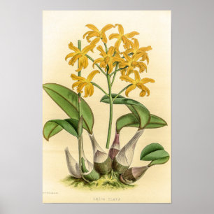 Poster Fleur d'orchidée Laelia Flava vintage