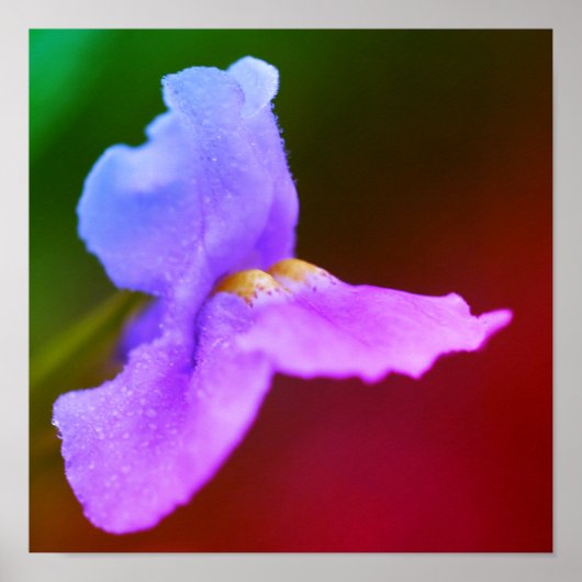 Poster Fleur d'orchidée sauvage (Devant)