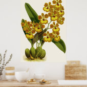 Poster Fleur d'orchidée vintage Oncidium Gardneri (Cuisine)