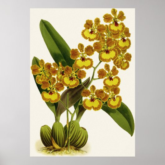Poster Fleur d'orchidée vintage Oncidium Gardneri (Devant)