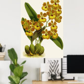 Poster Fleur d'orchidée vintage Oncidium Gardneri (Bureau à domicile)