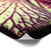 Poster Fleur d'orchidée violette rayée près vers le haut (Coin)