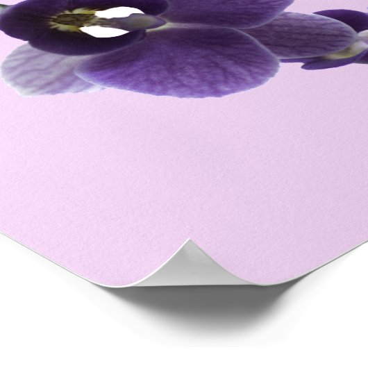 Poster Fleur d'orchidées pourpres, (Coin)