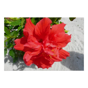 Poster Fleur double hibiscus rouge