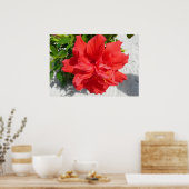 Poster Fleur double hibiscus rouge (Cuisine)