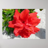 Poster Fleur double hibiscus rouge (Devant)