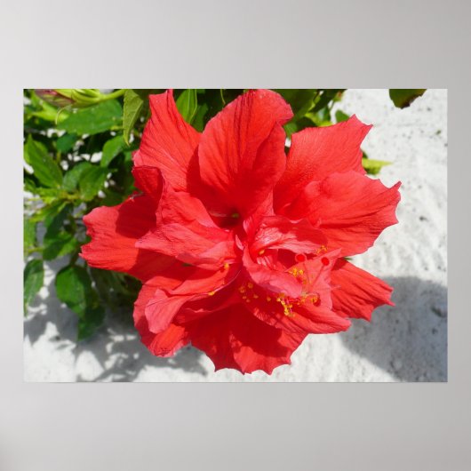 Poster Fleur double hibiscus rouge (Devant)