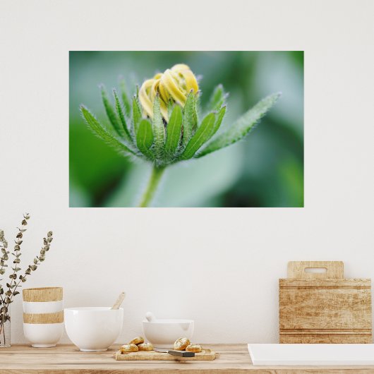 Poster Fleur D'Ouverture De La Fleur De Cône (Cuisine)