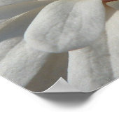 Poster Fleur du centenaire de Magnolia (Coin)