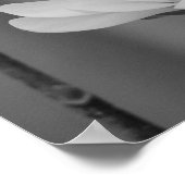 Poster Fleur du centenaire du Magnolia noir et blanc (Coin)