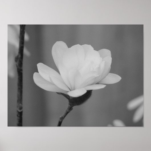 Poster Fleur du centenaire du Magnolia noir et blanc (Devant)