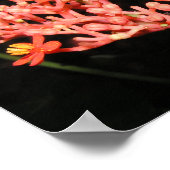 Poster Fleur du Costa Rica (Coin)