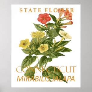 Poster Fleur du Territoire du Connecticut Mirabilis jalap