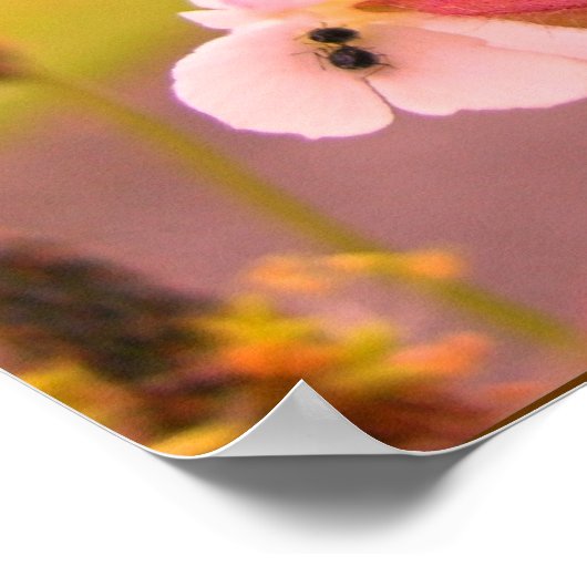 Poster fleur écossaise (Coin)