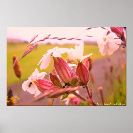 Poster fleur écossaise (Devant)