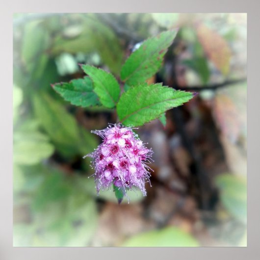 Poster Fleur en automne (Devant)