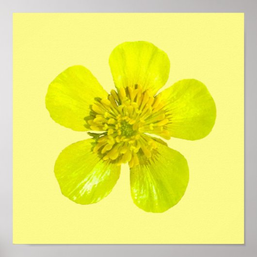 Poster Fleur en beaming Buttercup - transparent. (Devant)