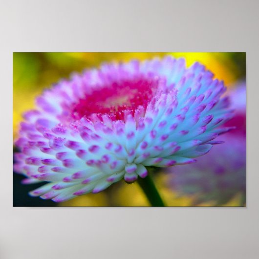 Poster Fleur en fleur (Devant)