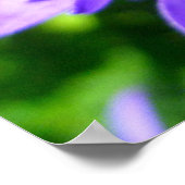 Poster Fleur en grappe (Campanula glomerata Superba) (Coin)