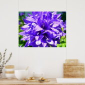 Poster Fleur en grappe (Campanula glomerata Superba) (Cuisine)