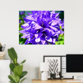 Poster Fleur en grappe (Campanula glomerata Superba) (Bureau à domicile)