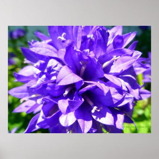 Poster Fleur en grappe (Campanula glomerata Superba) (Devant)