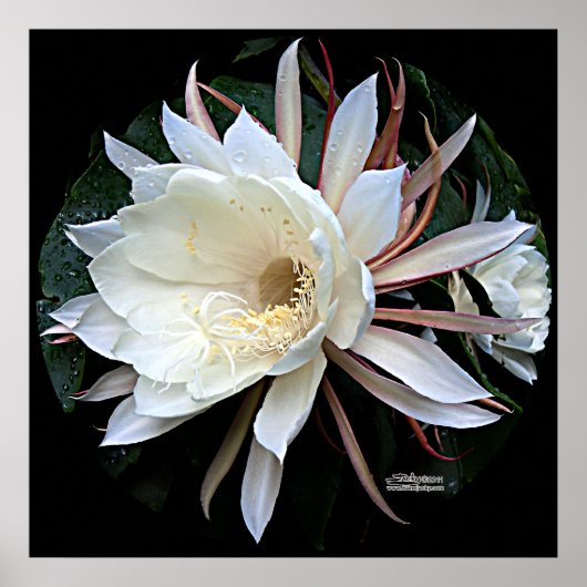 Poster Fleur Epiphyte Cactus (Devant)