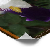 Poster Fleur épique 2 (Coin)