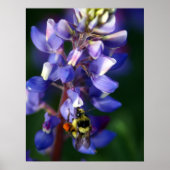 Poster Fleur et abeille (Devant)