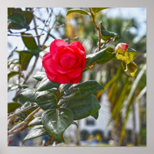 Poster Fleur et bourgeon de camélia rouge cerise