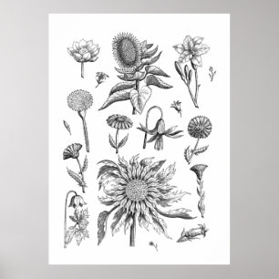 Poster Fleur et Plantes noirs et blancs