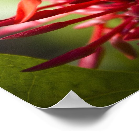 Poster Fleur Exotique Bali (Coin)