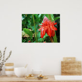 Poster Fleur Exotique Rose des Caraïbes rouges (Cuisine)