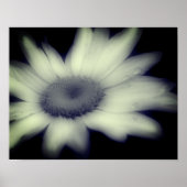 Poster Fleur Faisceau Gros Noir Et Blanc (Devant)