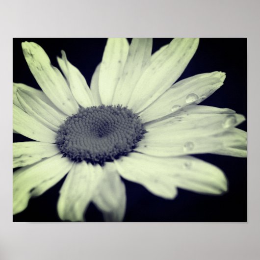 Poster Fleur Faisceau Noir Et Blanc (Devant)
