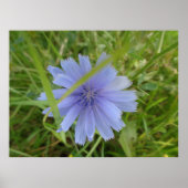 Poster Fleur florale Chicory bleu violet (Devant)