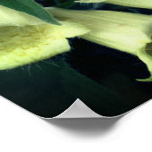 Poster Fleur Foxglove crémeuse (Coin)