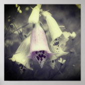 Poster Fleur Foxglove Rose Noir Et Blanc Couleur Partiell (Devant)