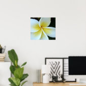 Poster Fleur Frangipani (Bureau à domicile)