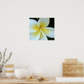 Poster Fleur Frangipani (Cuisine)