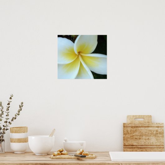 Poster Fleur Frangipani (Cuisine)